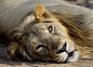 India, leoni asiatici senza denti nella riserva di Gir: colpa dell'inquinamento