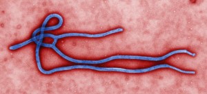 Ebola, vaccino italian scelto dall'Oms: fornitura da 1 milione di dosi