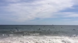 Cento squali a caccia fino a riva: spiaggia della North Carolina infestata VIDEO