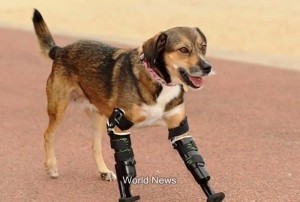 Cane perde le zampe in cancrena ma torna a correre grazie a delle protesi VIDEO