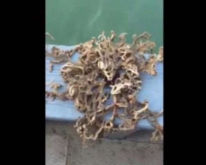 Pesca una "strana creatura" con 100 tentacoli FOTO