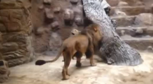 Leone maschio sbrana e uccide leonessa allo zoo di Danzica: il video choc