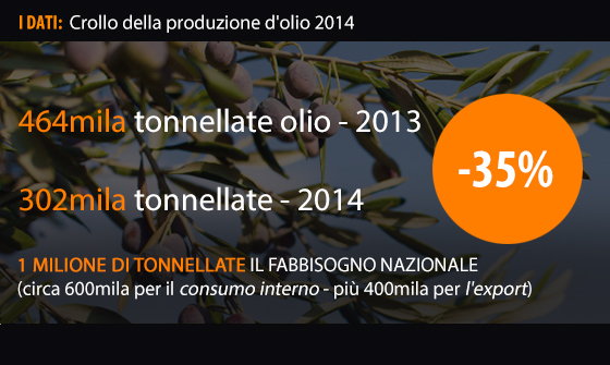 Olive distrutte dalla mosca killer: l'anno nero dell'olio italiano 01