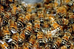 Brasile: aggredita e uccisa da oltre 200 api