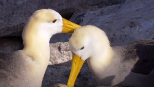 Due albatros si rincontrano dopo molto tempo e si comportano da innamorati VIDEO