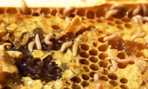 Coleottero killer mangia le api italiane in Sicilia e Calabria
