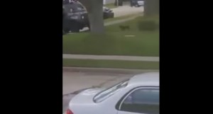 Usa, forze speciali sparano ad un cane. La gente assiste e urla, VIDEO CHOC
