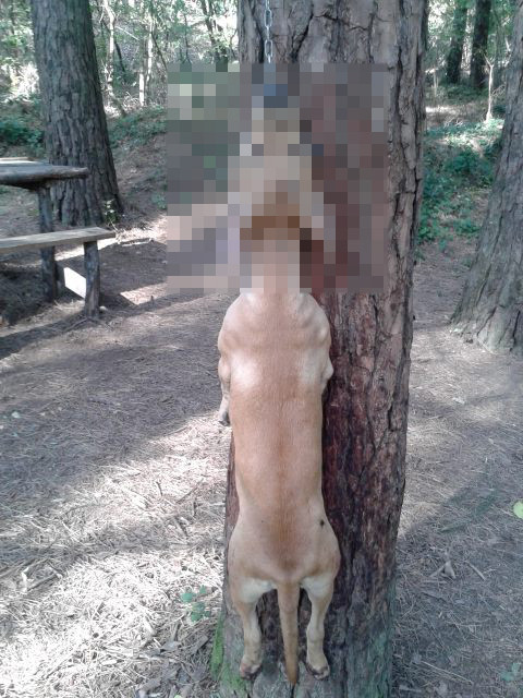 Napoli. Cane impiccato a albero. Profica Paliata, Vesuvio, scoperta choc di un bambino
