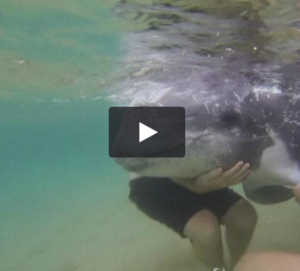 Sydney, bagnanti salvano delfino spiaggiato 