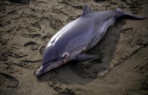 Maremma, due delfini morti in un giorno: pericolo epidemia morbillo