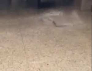 Maltempo Fiumicino, bombe d'acqua su aeroporto: terminal allagati VIDEO
