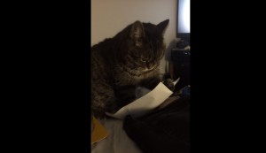 Paper cat, il video del gatto annoiato fa il boom di visualizzazioni 