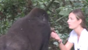 Tansy accarezzava il gorilla da neonata: 23 anni dopo si rincontrano in Africa