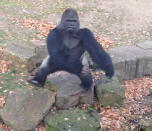 Gorilla non ama le riprese e lancia sasso ai visitatori dello zoo VIDEO