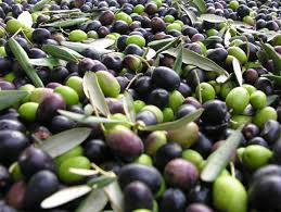 Olive distrutte dalla mosca killer: l'anno nero dell'olio italiano