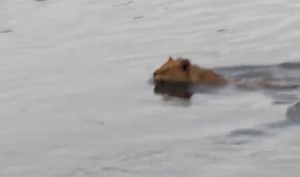 Sudafrica, coccodrillo attacca leone che sta attraversando a nuoto un fiume
