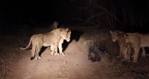 L'istrice incontra i leoni: tira fuori gli aculei e se ne va sano e salvo VIDEO