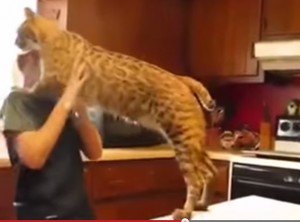Lince si struscia su ragazzo come fosse un gatto: il video è virale su Facebook