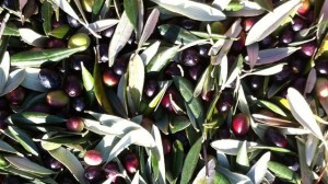 Maltempo, poche olive taggiasche. Arrivano i ladri. E i coltivatori fan le ronde