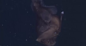 alifornia, ripreso esemplare di "diavolo nero". Il pesce abissale vive a 600 m di profondità