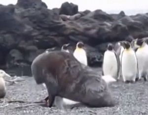 Pinguini violentati dai leoni marini: allarme degli scienziati VIDEO