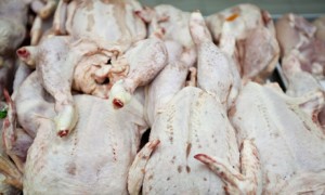 Polli contaminati da batterio letale in Gran Bretagna: così per 7 su dieci