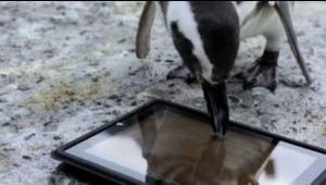 Pinguini giocano con l'iPad VIDEO