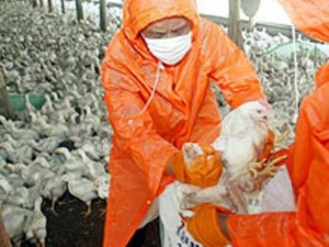 Rovigo, focolaio di aviaria H5N8 in un allevamento di tacchini 