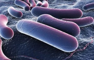 Superbatteri resistono a farmaci: si morirà di malaria, tubercolosi e infezioni