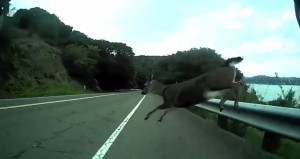 Usa, ciclista si scontra con cervo che spunta improvvisamente: video choc