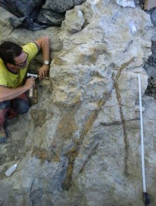 Spagna, recuperato collo di dinosauro di 68 milioni di anni fa VIDEO 