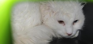 Ecco il gatto bianco abbandonato: qualcuno lo riconosce?
