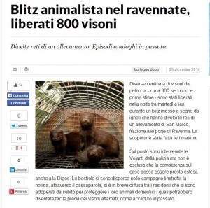 Ravenna: liberati 800 visoni, blitz degli animalisti
