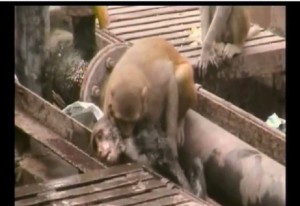India: scimmia salva un'altra scimmia svenuta sui binari VIDEO