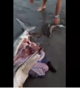 Sudafrica, uomo fa nascere 3 baby squalo dalla mamma morta in spiaggia VIDEO