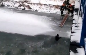 Polonia, vigili del fuoco salvano cane bloccato nel ghiaccio VIDEO