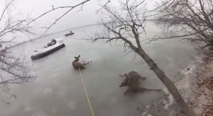 Usa, cervi intrappolati nel lago ghiacciato: il video del salvataggio 