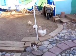 VIDEO YouTube - Conigli litigano in cortile: galline "poliziotto" li dividono