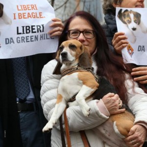 Green Hill, dirigenti condannati per "animalicidio": 6mila cani uccisi in 4 anni