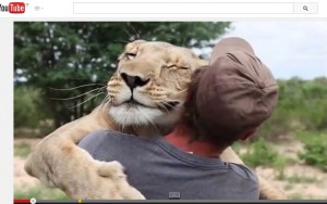 VIDEO YouTube - Leonessa Sirga abbraccia l'uomo che l'ha salvata