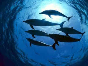 Delfini nelPacifico