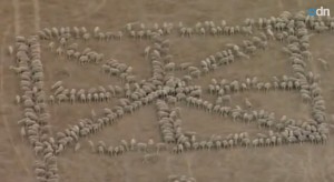  Australia, la bandiera fatta con 1030 pecore