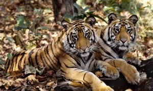 Tigri indiane