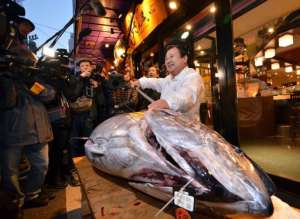 Giappone, prima asta del tonno 2015: 31.000 euro per esemplare da 180 kg 