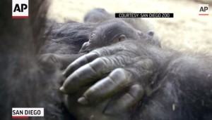 Baby gorilla, il cucciolo è la mascotte dello zoo di San Diego VIDEO