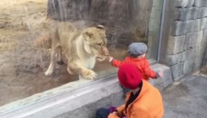 leone vuole giocare con bimbo. Per fortuna c'è vetro che li separa