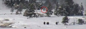 Usa, creatura cammina nel parco di Yellowstone. E' un bigfoot? 