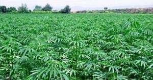 Cannabis legale in Sardegna: serve a bonificare i terreni inquinati