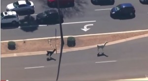 VIDEO YouTube. Due lama in strada mandano traffico in tilt a Sun City