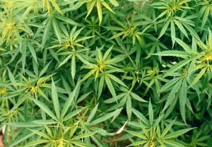Marijuana libera in due Stati Usa, meno 24% di traffico narcos